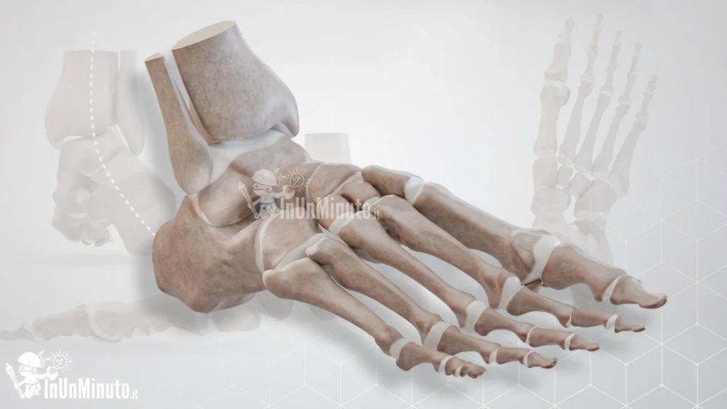 rendering-3d-piede-piatto-valgo